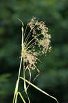 Woodland bulrush